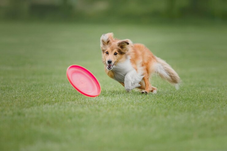 Dog Discs - Flying Disc Store